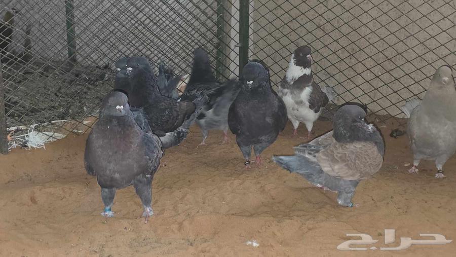 كنوق مداين للبيع64251242611202112