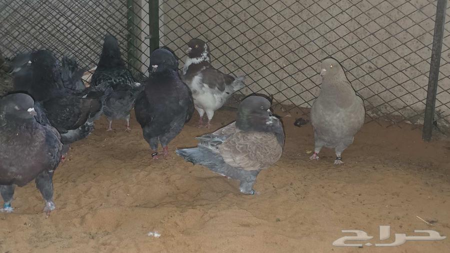 كنوق مداين للبيع64251242611202111