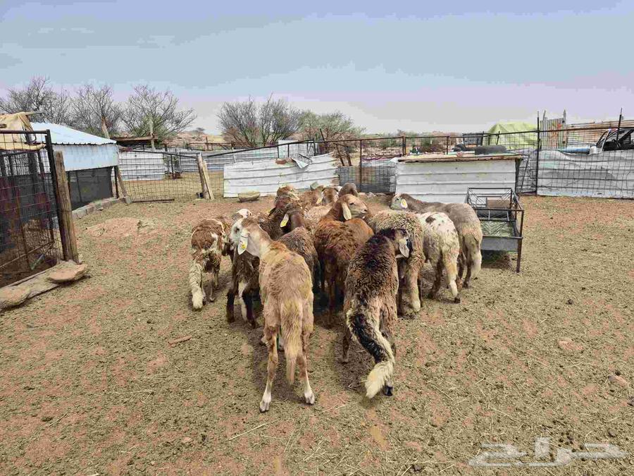 للبيع طليان سواكن حمريات64251393798019111