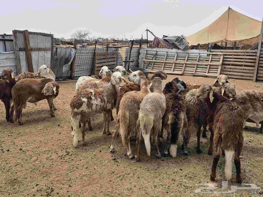 للبيع طليان سواكن حمريات64251393798019113