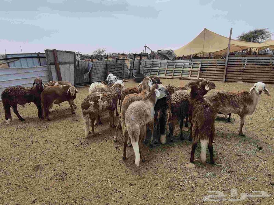 للبيع طليان سواكن حمريات64251393798019112