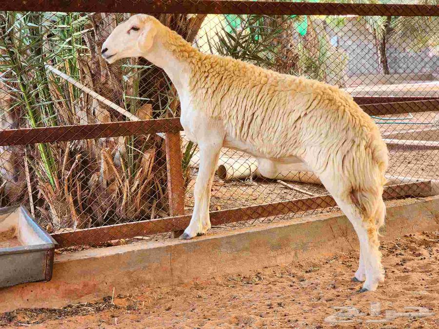 للبيع جذعه جبره وطيبه64251543883009111