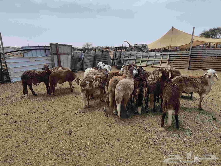 للبيع طليان سواكن حمريات64251393798019114