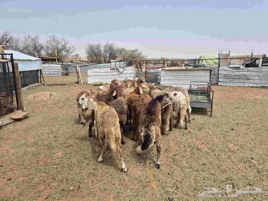 للبيع طليان سواكن حمريات64251393798019110