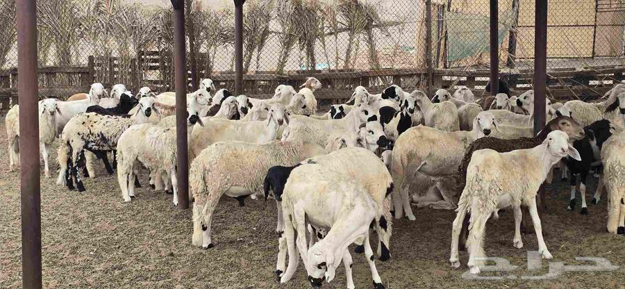 طليان سواكني تربيه 3 اشهر64251544129667110