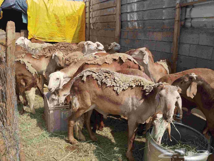 Sawakni sheep, raised, 70 kg weight, 22 heads for sale in Khamis Mushait64247713282947112
