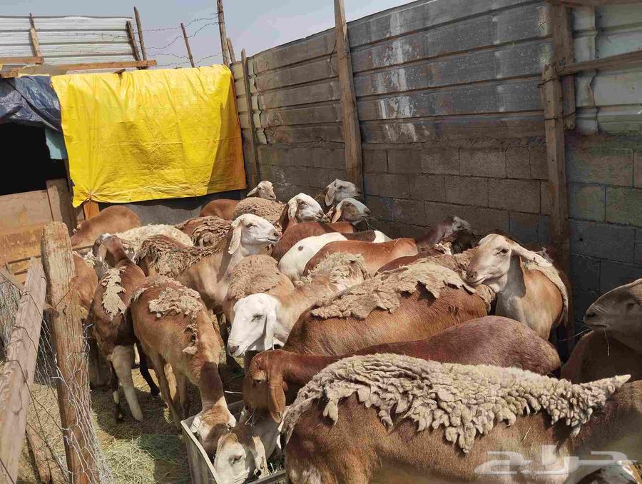 Sawakni sheep, raised, 70 kg weight, 22 heads for sale in Khamis Mushait64247713282947110