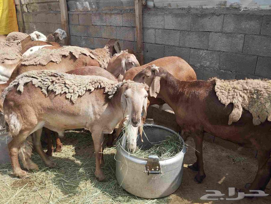 Sawakni sheep, raised, 70 kg weight, 22 heads for sale in Khamis Mushait64247713282947111
