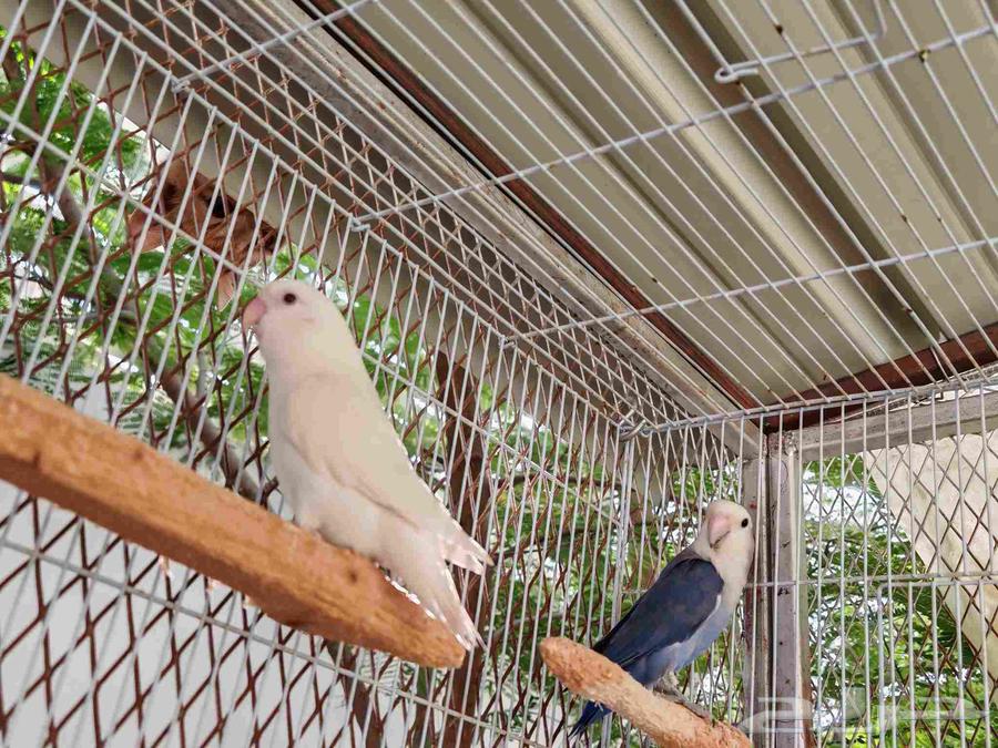 زوج روز للبيع.64248697210625112