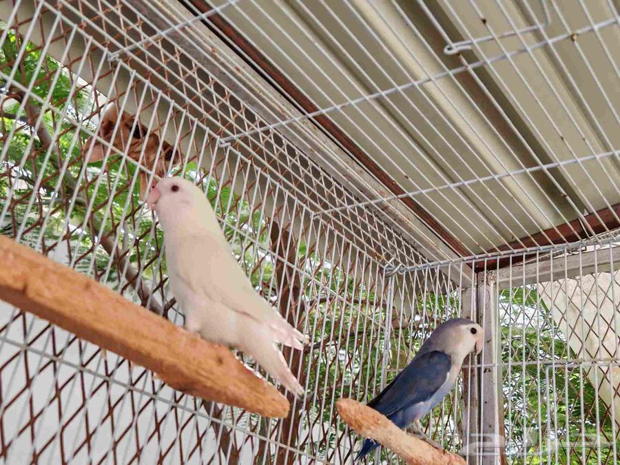 زوج روز للبيع.64248697210625111