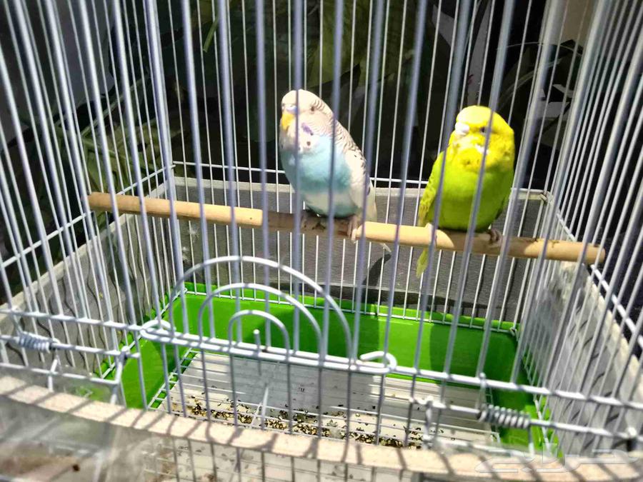 زوج طيور حب64250415541762113