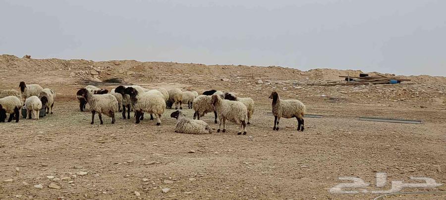 غنم نعيم صنف للبيع64247713224321111