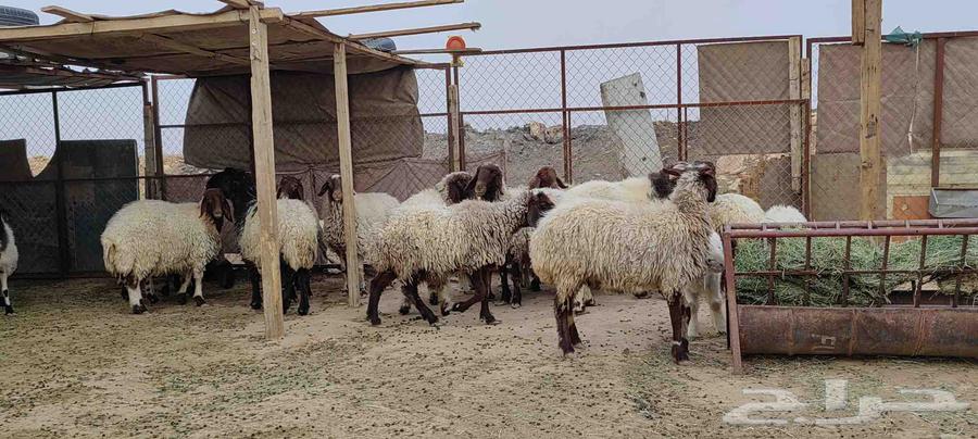 غنم نعيم صنف للبيع64247713224321112