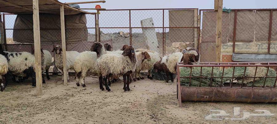 غنم نعيم صنف للبيع64247713224321113