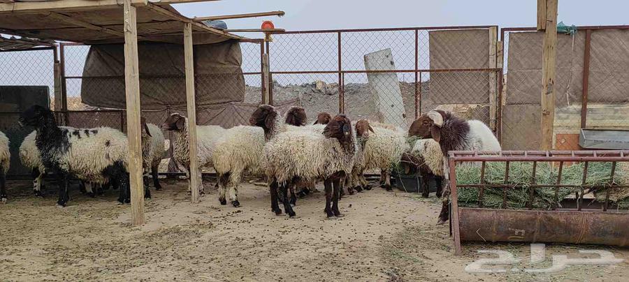 غنم نعيم صنف للبيع64247713224321114