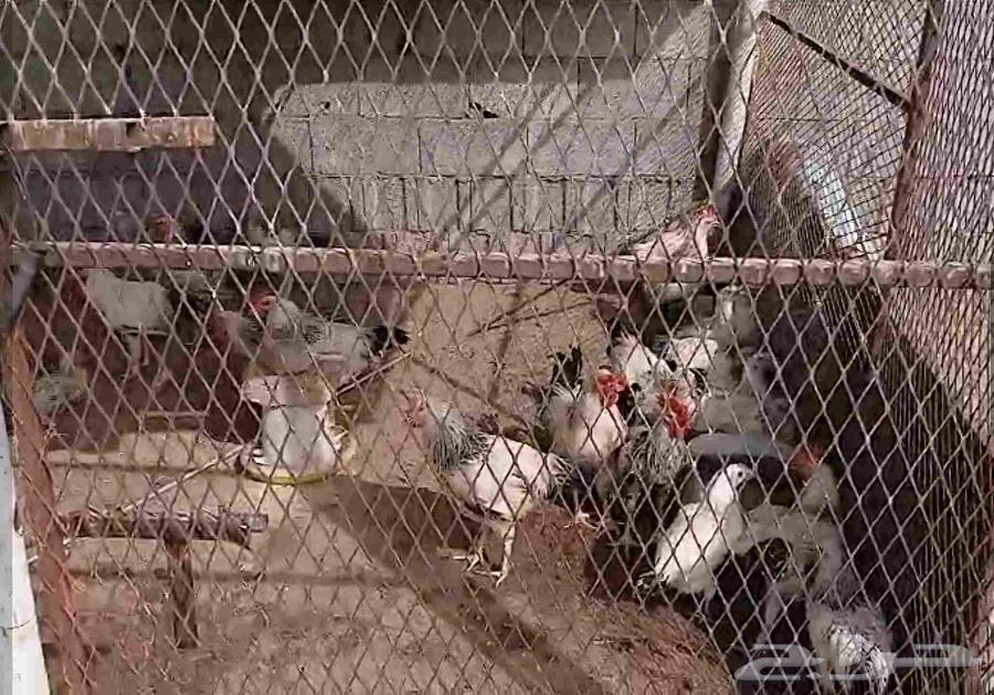 ديوك فرنسي كولمبي فاخر اعمار 4 و 5 اشهر64245968873473110