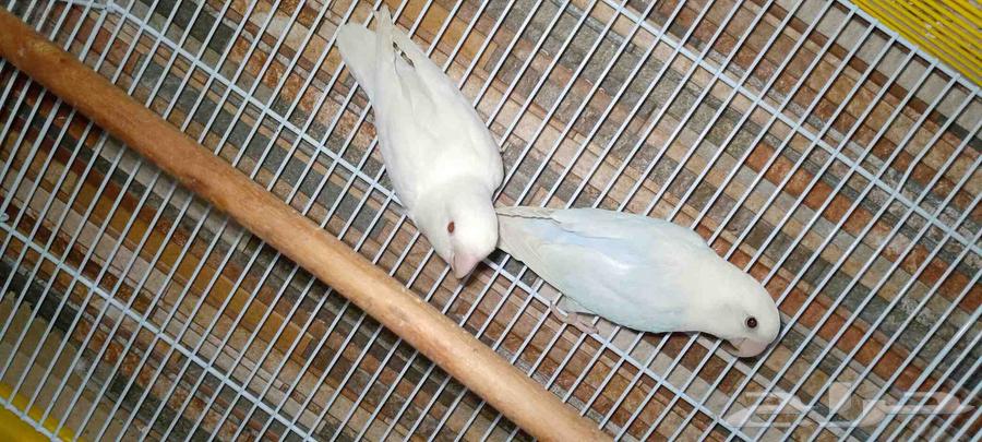 جوز روز صاف عش64235175923075111