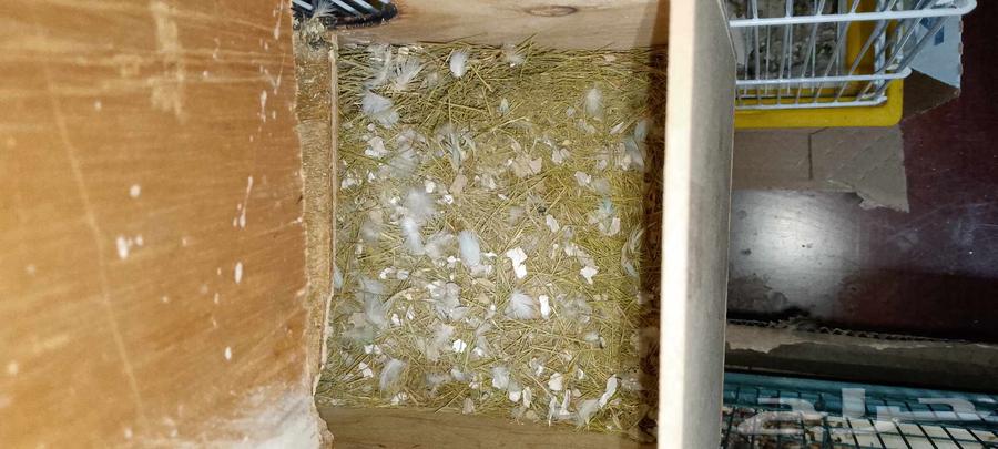 جوز روز صاف عش64235175923075112