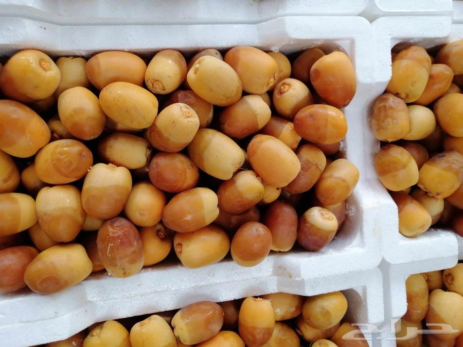 Premium Rothana Dates64249629804547110