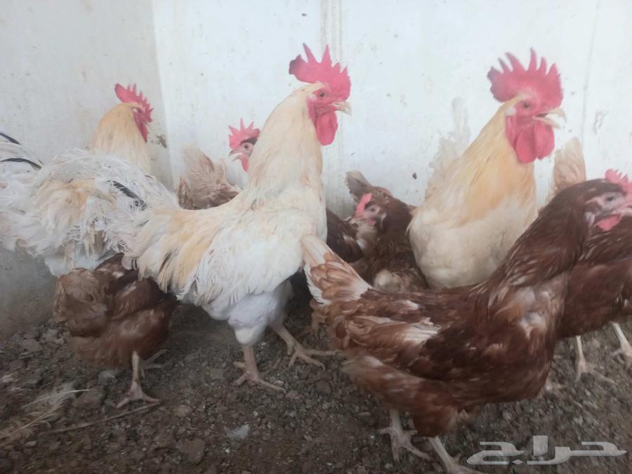 دجاج لوهمان64249066342659112