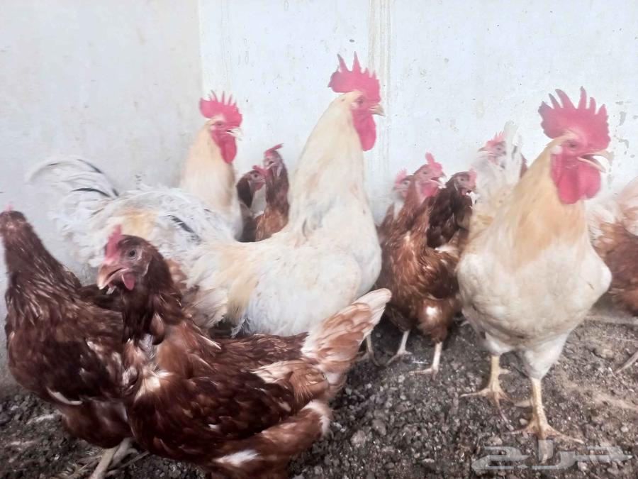 دجاج لوهمان64249066342659110