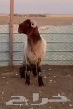 للبيع فحول جذعان وثنيان خصم64249065955841110