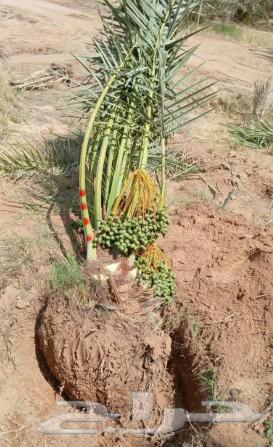 Date palms for sale, fruitful varieties: Khalas, Sukkari, Shishi, Manifi, Barhi, Sekri, Hilali, Sajj64246493379458113