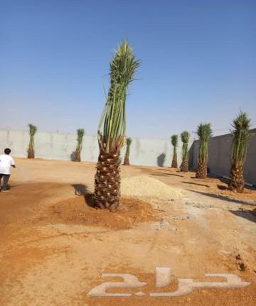 Date palms for sale, fruitful varieties: Khalas, Sukkari, Shishi, Manifi, Barhi, Sekri, Hilali, Sajj64246493379458111