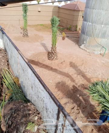 Date palms for sale, fruitful varieties: Khalas, Sukkari, Shishi, Manifi, Barhi, Sekri, Hilali, Sajj64246493379458112