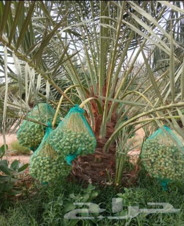 Date palms for sale, fruitful varieties: Khalas, Sukkari, Shishi, Manifi, Barhi, Sekri, Hilali, Sajj64246493379458114