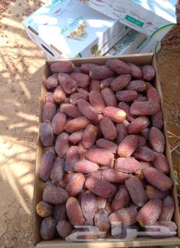 Premium Medjool Dates for Sale, Contact via Number64242090598273110