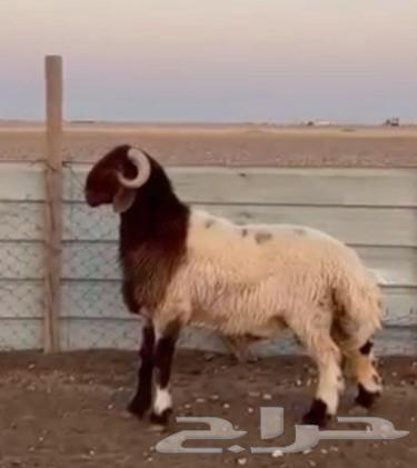 للبيع فحول جذعان وثنيان خصم64249065955841113