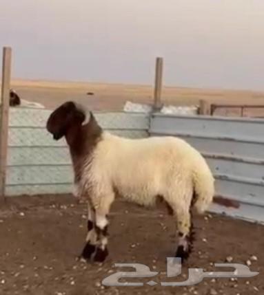 للبيع فحول جذعان وثنيان خصم64249065955841114