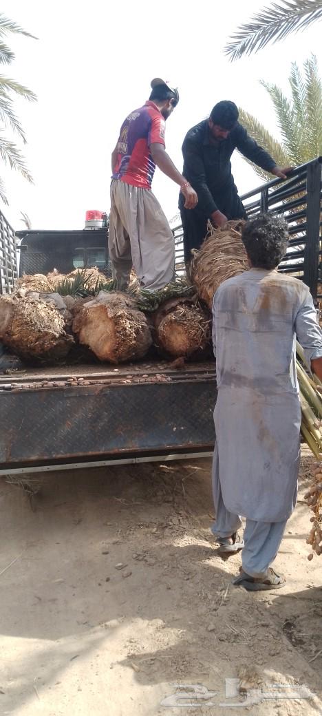 فسايل نخل ودي برني للبيع64233634866945111