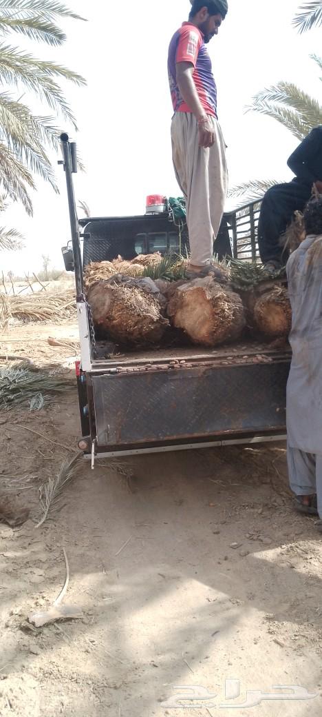 فسايل نخل ودي برني للبيع64233634866945112