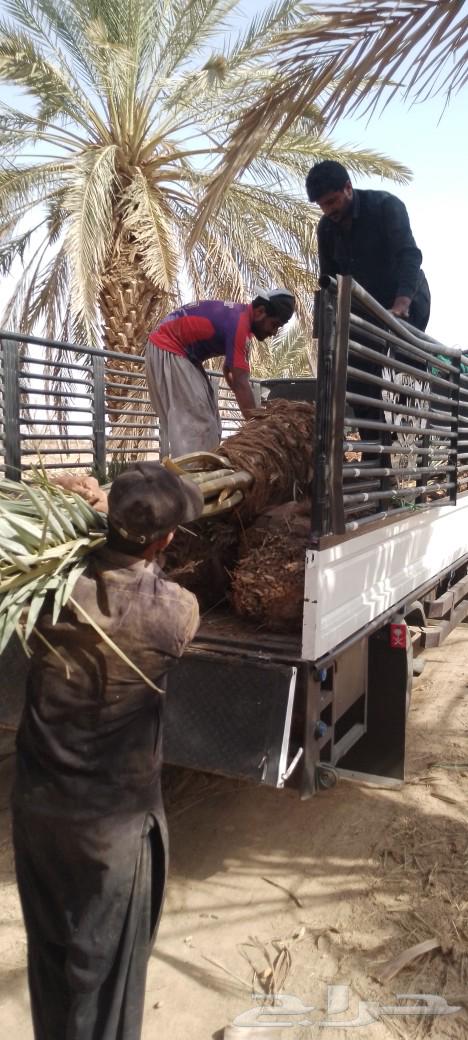 فسايل نخل ودي برني للبيع64233634866945110