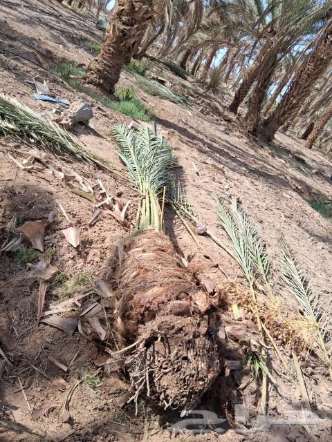 فسايل نخل ودي برني للبيع64233634866945113