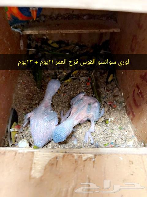 لعشاق الجمال والتمييز فرخين لوري سوانسو من انتاجي64255971005697110