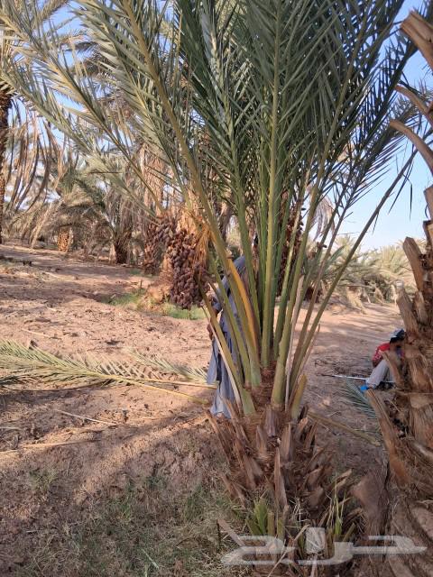فسايل نخل ودي برني للبيع64233634866945114