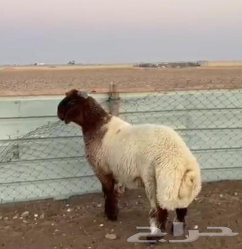 للبيع فحول جذعان وثنيان خصم64249065955841112