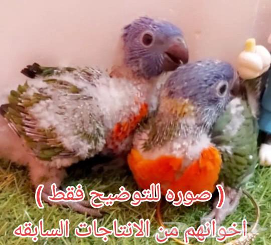 لعشاق الجمال والتمييز فرخين لوري سوانسو من انتاجي64255971005697111