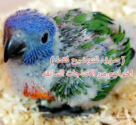 لعشاق الجمال والتمييز فرخين لوري سوانسو من انتاجي64255971005697112