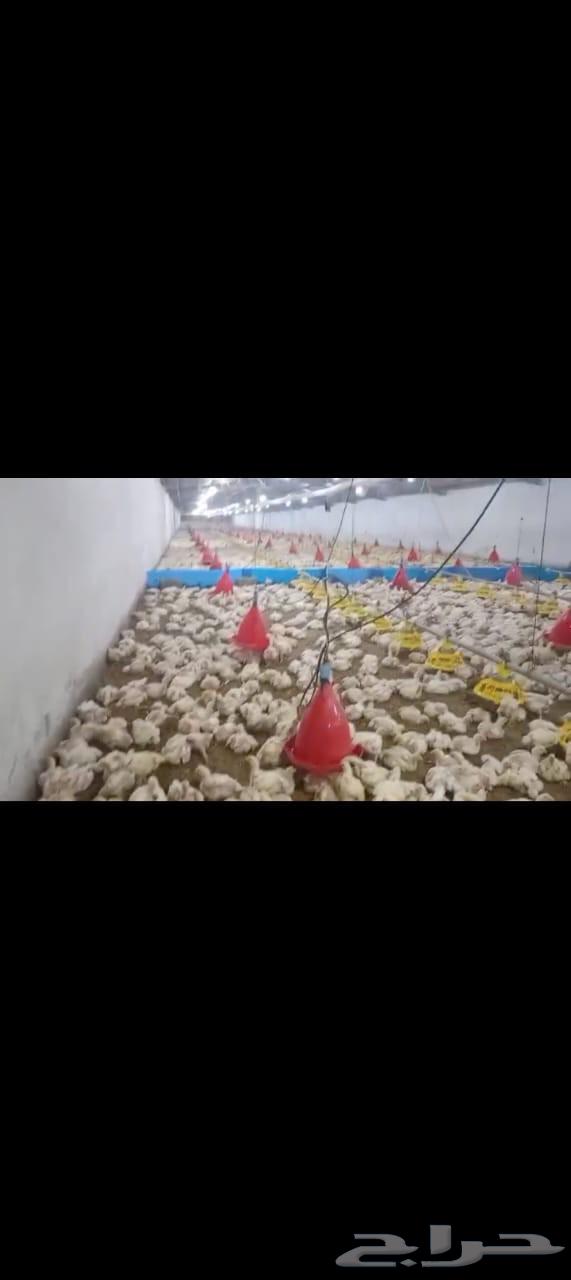 Sold after two weeks, quantity of 27 thousand will be available64242811818754111