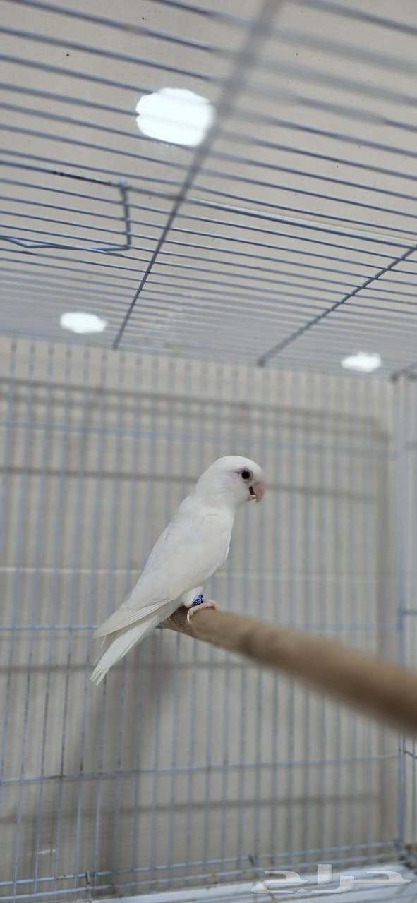 ذكر روز البينو64251106555779110