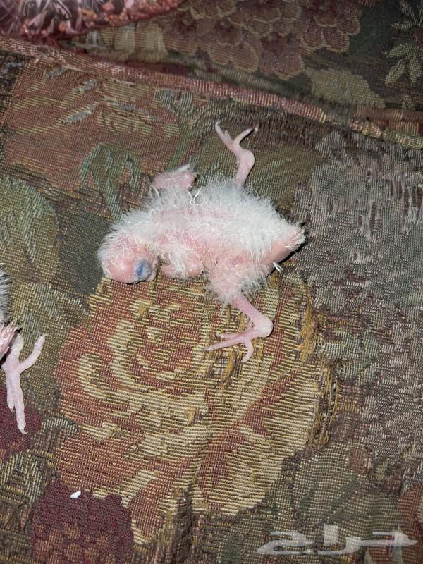 فروخ كروان للبيع العاجل64232993165441112