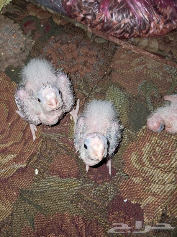 فروخ كروان للبيع العاجل64232993165441111