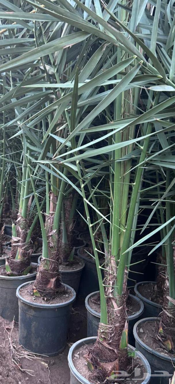 نخيل للبيع64240879320195113