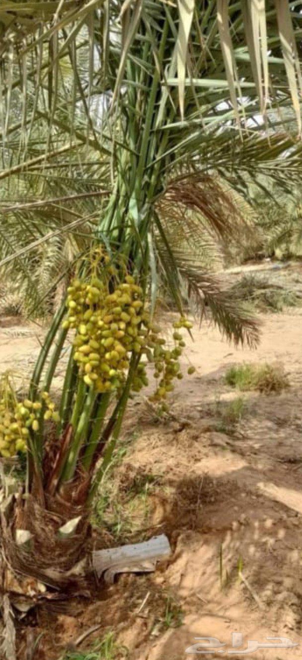 نخيل للبيع64240879320195112