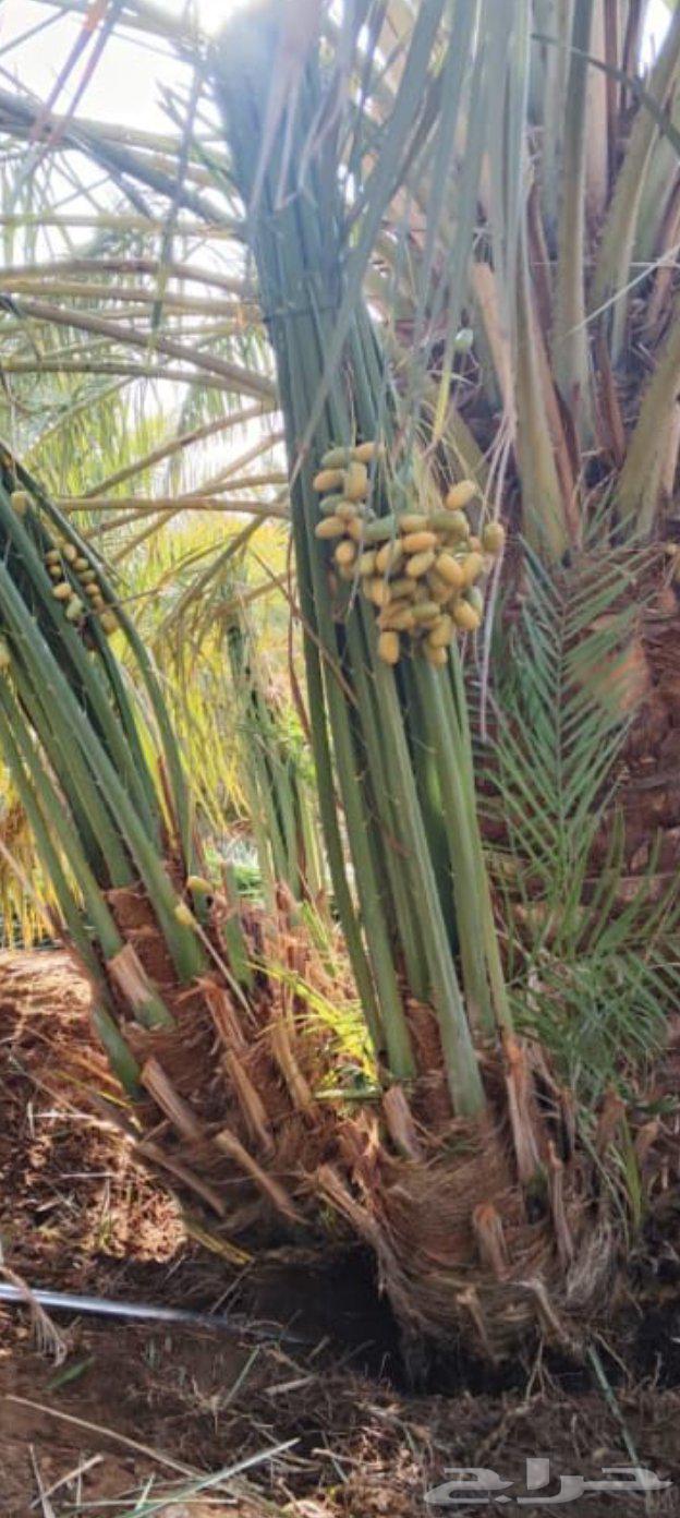 نخيل للبيع64240879320195111