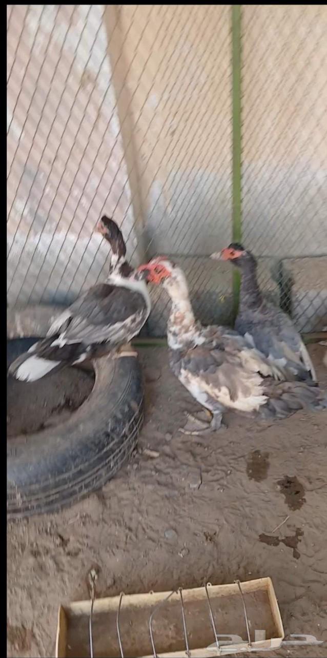 بط للبيع البيع جمله السعر على السوم64255826793475110